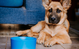 Why I Chose Casa Bowls for My Pet: A Pet Owner's Perspective