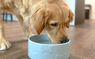 The Vital Role of Hydration