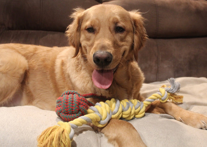 Why Cotton Rope Toys are a Great Choice