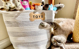 The Importance of Playtime