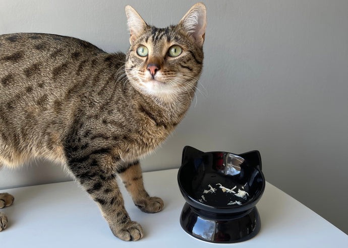 Elevate Your Cat's Dining Experience