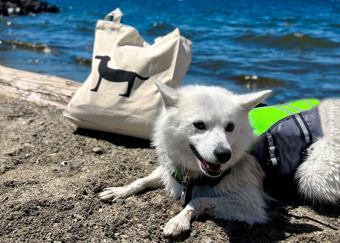 Paw-sitively Practical: Park Life Designs' Canvas Tote Bag for Effortless Pet Adventures