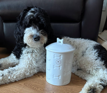 Pawesome Treat Jars: A Fun Way to Spoil Your Furry Friends