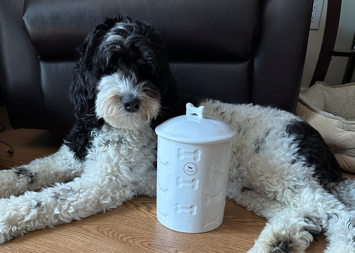 Pawesome Treat Jars: A Fun Way to Spoil Your Furry Friends
