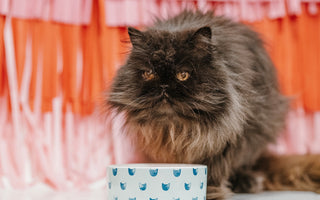 Introducing Cats to New Pets or People