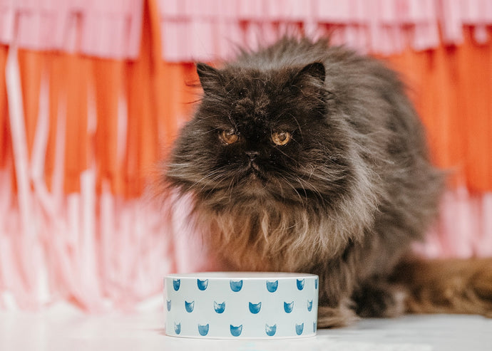 Introducing Cats to New Pets or People