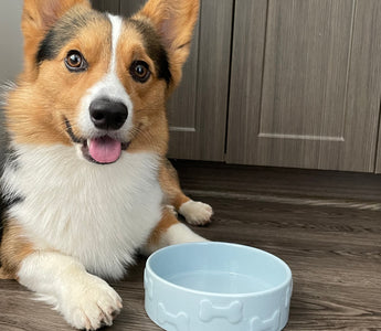 Unconditional Love: The Joy of Loving Your Pet