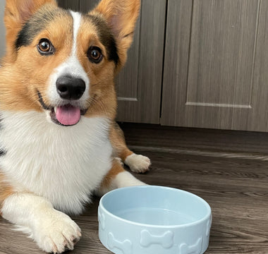 Unconditional Love: The Joy of Loving Your Pet