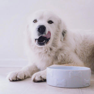 MANOR BLUE PET BOWL - Park Life Designs