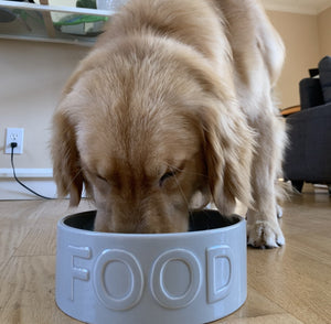 Grey Food Dog Bowl
